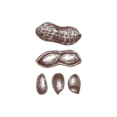 Yer fıstığı vektör çizimleri. El çizilmiş sağlıklı gıda çizim. Arachis fındık kroki koleksiyonu. Organik vejetaryen ürün. Tarifi, menü, etiket, ambalaj, Vintage fındık seti için mükemmel. 