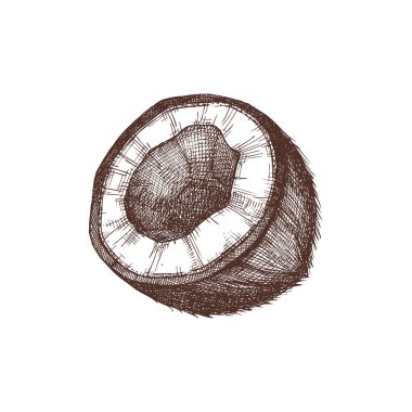 Hindistan cevizi vektör çizimleri. Elle çizilmiş egzotik yiyecekler. Yenilebilir fındık krokisi. Organik vejetaryen ürün. Tarifi, menü, etiket, simge, ambalaj, Tropikal meyve kroki için mükemmel. 