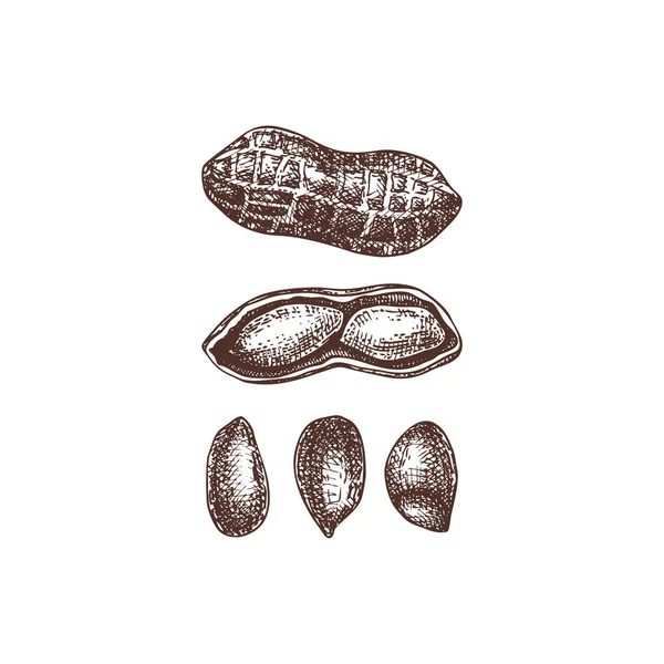 花生矢量插图 手绘健康食品图 阿拉奇斯螺母草图集合 有机素食产品 完美的食谱 复古坚果集 — 图库矢量图片