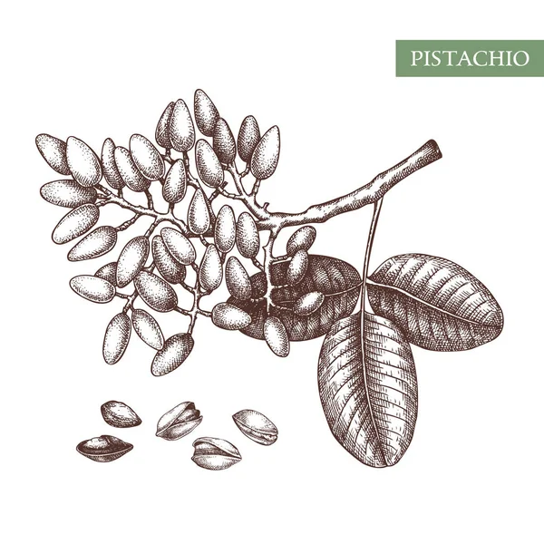 Ilustrace Vektoru Pistachio Kreslené Jídlo Ruky Sbírka Kuchařských Ořechů Ekologický — Stockový vektor