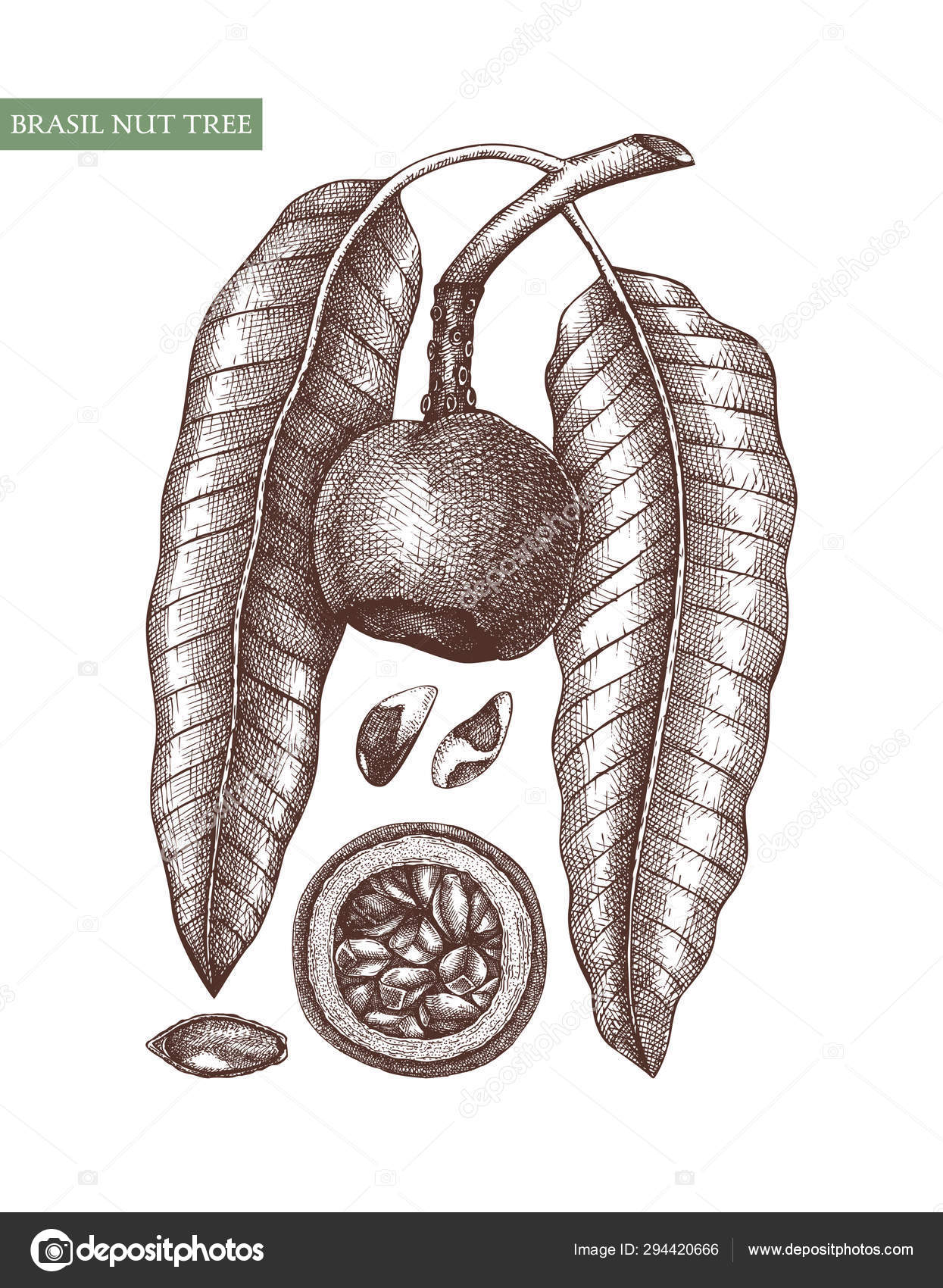 Brazil nut tree vector illustrations. Hand drawn food drawing. — Stock