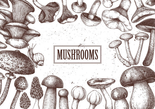 Edible mushrooms vector design. Hand drawn healthy food template.
