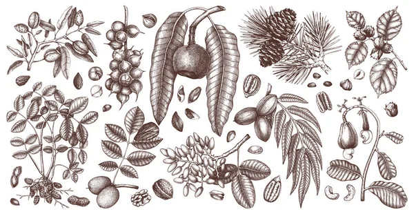 Колекція векторних горіхів та гілок рослин . — стоковий вектор