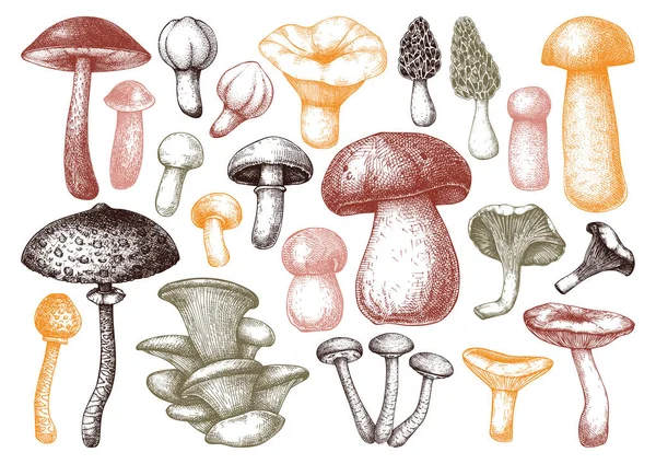 Collezione illustrazioni vettoriali funghi commestibili. — Vettoriale Stock