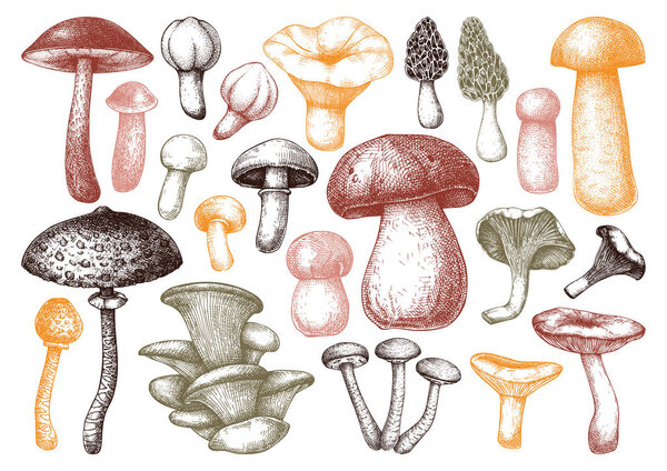 Edible mushrooms vector illustrations collection. 