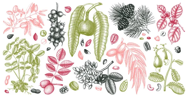Colección botánica de frutos secos y plantas dibujados a mano . — Archivo Imágenes Vectoriales