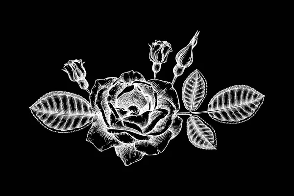 Trendy çiçek tasarımı. Siyah arka plan üzerinde beyaz güller. 