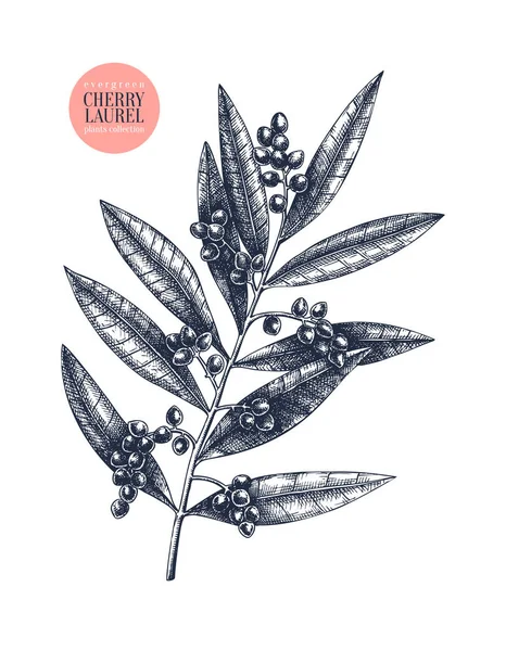 ?herry defne vektör illüstrasyon. Dökmeyen ağaç 