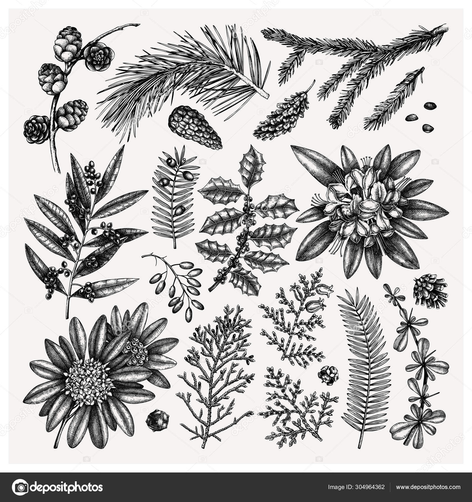 Image vectorielle Collection d'arbres et arbustes à feuilles persistantes.  Élément de Noël Vintage par ©geraria - 304964362, image size:1600x1700