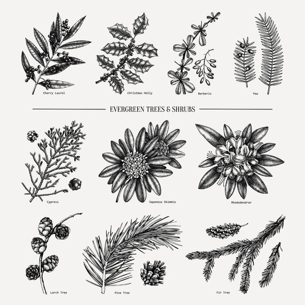 Коллекция иллюстраций вечнозеленых деревьев и кустарников. Винтаж Chr
