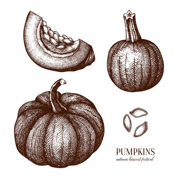 Calabaza ilustraciones dibujadas a mano conjunto. Elementos de diseño de acción de gracias — Vector de stock