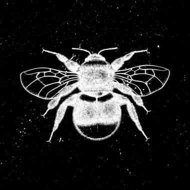 El çizimi bumlebee vektör çizimi. Mistik böcekbilimsel il