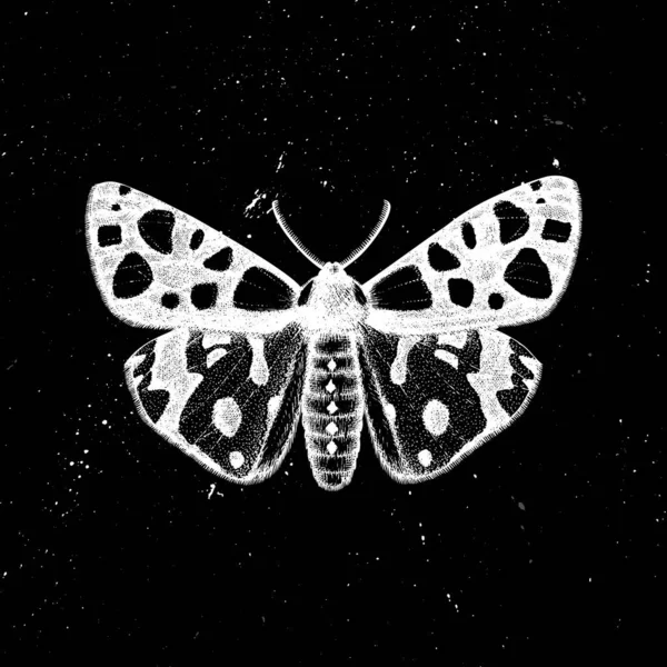 Dibujado a mano Leopardo tigre polilla vector ilustración. entomo místico — Vector de stock
