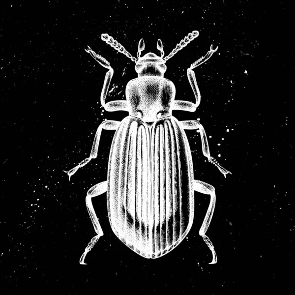 Desenho à mão ilustração vetorial do besouro Darkling. Entomolog místico — Vetor de Stock