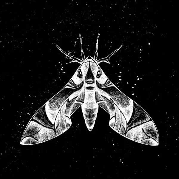 Hand drawn oleander hawk moth vector illustration. Mystic entomo — Stock Vector