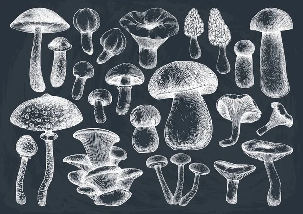 Raccolta illustrazioni vettoriali di funghi commestibili. Foo disegnato a mano — Vettoriale Stock