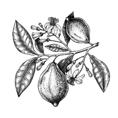 Antika Mürekkep el çizimi narenciye dalı. Vektör illüstrasyonu