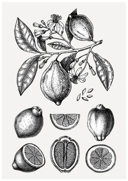 Vintage Inchiostro disegnato a mano raccolta di agrumi. Vettore illustrativo — Vettoriale Stock
