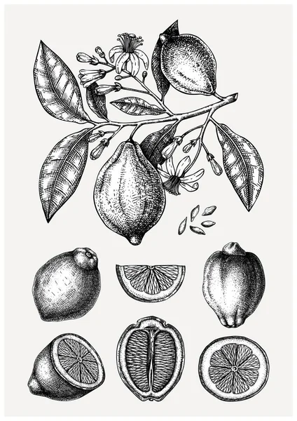 Винтажные чернила ручной работы коллекции цитрусовых. Векторная иллюстра — стоковый вектор