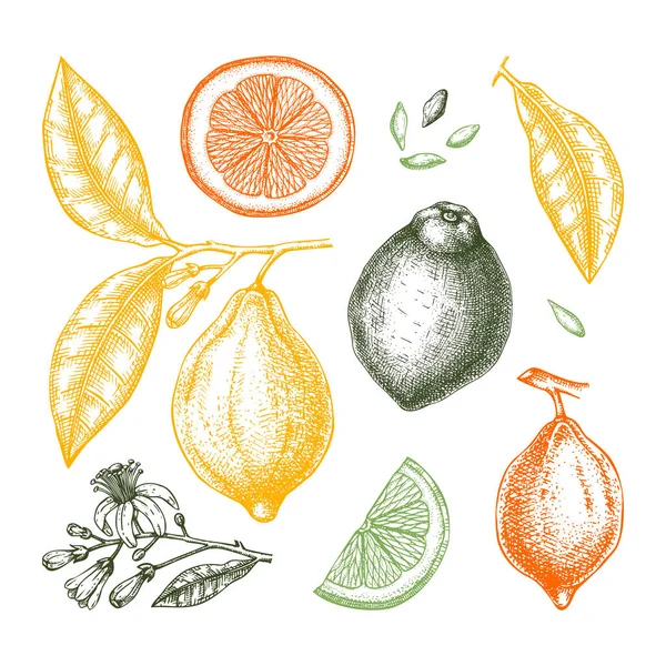 Ink hand drawn citrus fruits - Lemon branch. Vector sketch of hi — Stock Vector