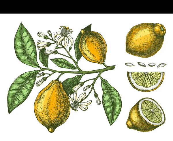 Agrumes dessinés à la main - branche de citron. Croquis vectoriel de très — Image vectorielle