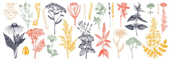 Colección Hierbas Medicinales Conjunto Vectorial Flores Verano Dibujadas Mano Hierbas — Vector de stock