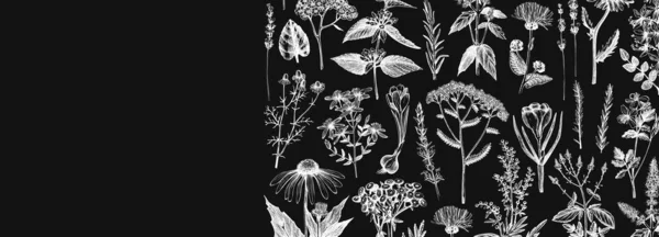 Ręcznie Rysowany Baner Ziół Leczniczych Tablicy Wektorowe Szkice Kwiatów Chwastów — Wektor stockowy
