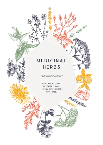 Diseño Marco Hierbas Medicinales Dibujadas Mano Flores Vectoriales Malezas Bocetos — Vector de stock