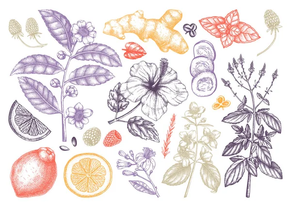 Colección Ingredientes Dibujado Mano Ilustración Botánica Frutas Flores Hojas Hierbas — Vector de stock