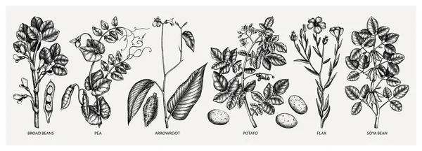 Handgetekende Landbouwgewassen Set Aardappel Soja Bonen Erwt Pijlwortel Vlas Schetsen — Stockvector