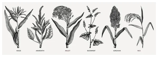 手工制作的谷类作物 羊毛脂素描 健康的农场植物收集 矢量蔬菜素描的雕刻风格 蔬菜插图 很好的包装 — 图库矢量图片
