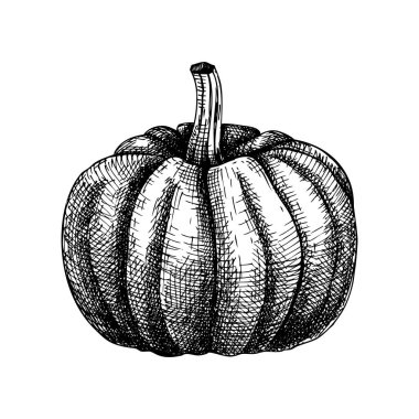 El çizimi Balkabağı çizimi. Şükran Günü tasarım elemanı. Autumn Harvest festivali skeci. Vektör kabak eli çizimi.