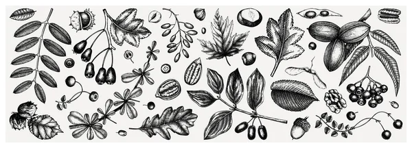 Autumn Botanical Set Collection Hand Sketched Fallen Leaves Seeds Berries — Stock Vector