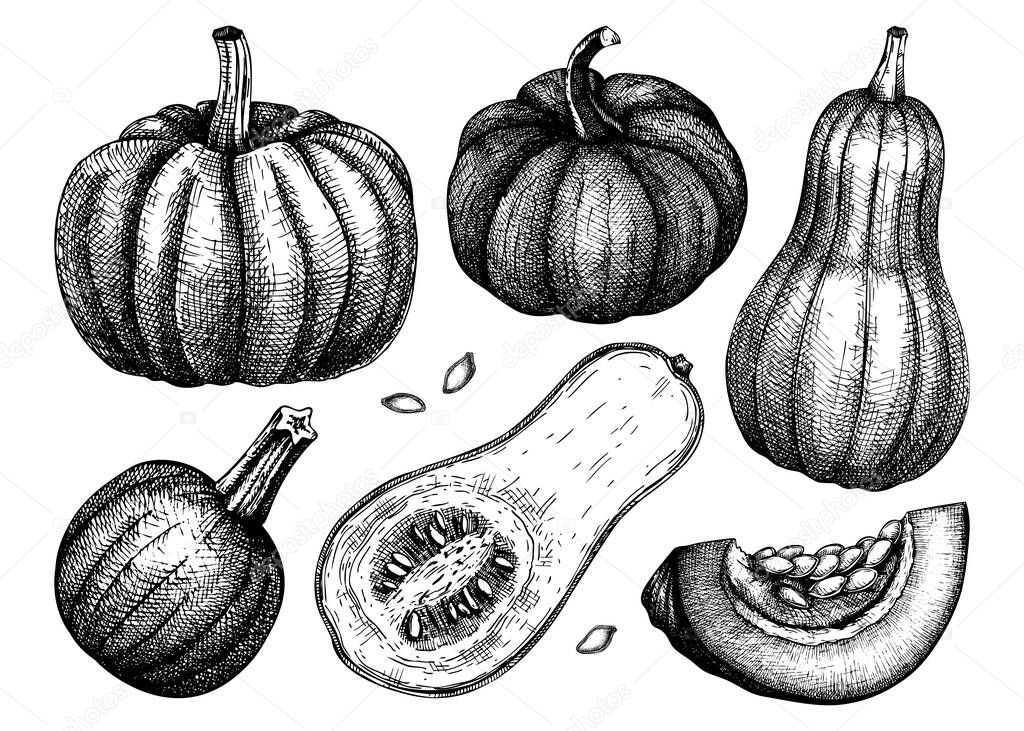 Pumpkin hand sketched illustrations set. Thanksgiving design elements. Harvest festival and farm market. Autumn food drawings. Vector vegetables, butternut squash, pumpkin slice and seeds sketches. 