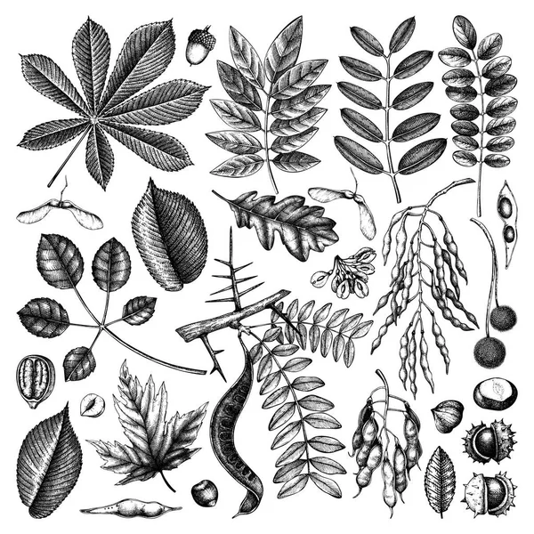 Коллекция Осенних Листьев Элегантные Модные Ботанические Элементы Ручные Рисованные Осенние — стоковый вектор