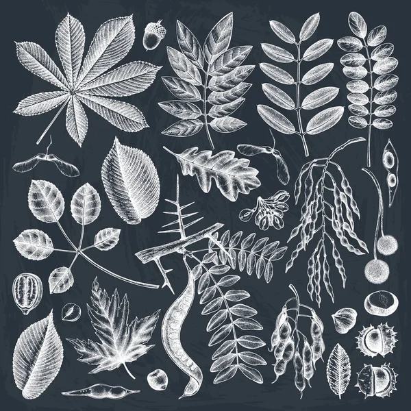 手绘秋叶在黑板上收集 优雅而时尚的植物元素 手绘秋叶 种子和鸟草 完美的邀请 古植物学图解 — 图库矢量图片