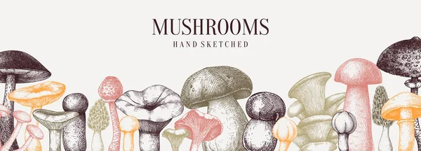 Vintage Mushrooms Banner Edible Mushrooms Vector Background Hand Drawn Food — Stock Vector