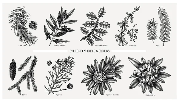 Evergreen Coníferas Plantas Coleção Conjunto Elementos Natal Vintage Ilustração Botânica —  Vetores de Stock