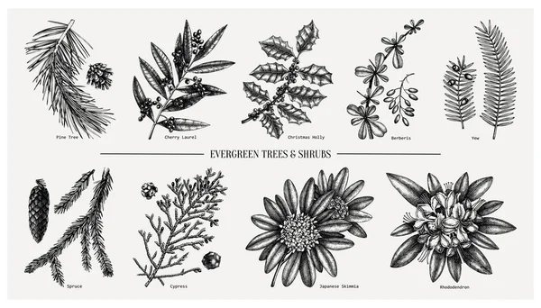 상록수와 침엽수도 모인다 고령화 크리스마스 식물학적 삽화에 침엽수 원추체를 넣는다 — 스톡 벡터