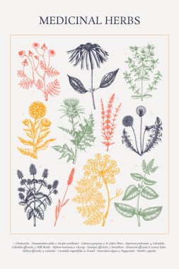 Şifalı bitkiler, eskiz koleksiyonu. Tıbbi bitkiler el çizimi vektör çizimi. Bitkisel tıp ansiklopedisi poster tasarımı. Yapay zeka oluşturulmamış Vektör illüstrasyonu.