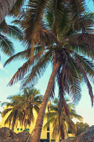 Coconut palm tree, yellow building and blue sky. Varadero, Cuba