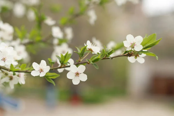 Branch of blossoming cherry tree with single five-petal flowers and green leaves