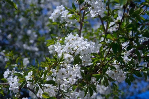 Fehér Virágok Virágzó Cseresznye Lomb Kék Háttér — Stock Fotó