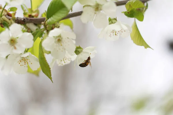 蜜蜂正在从樱桃树的花中采集花蜜 — 图库照片