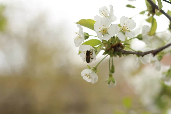 蜜蜂正在从樱桃树的花中采集花蜜 — 图库照片