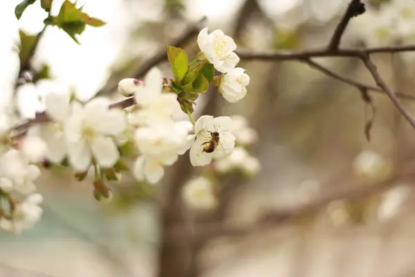 蜜蜂正在从盛开的樱桃树上采集花蜜 — 图库照片