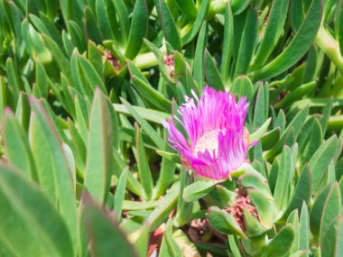 Delosperma Cooperi. Buz Fabrikası. Etli bitkinin pembe çiçeği