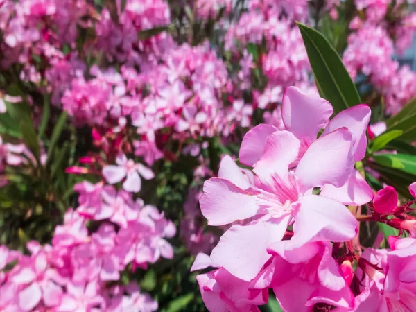 Fleurs roses contre d'autres fleurs en arrière-plan — Photo