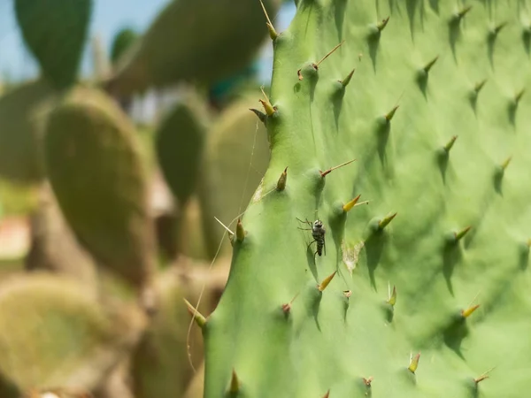 Trochę latać na liść kaktusa. Zbliżenie, makro — Zdjęcie stockowe