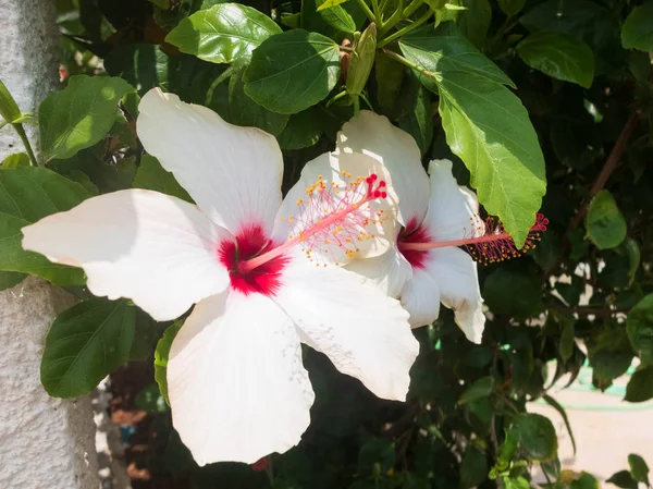Большие белые цветы гибискуса с розовой тычиной и пестиком — стоковое фото